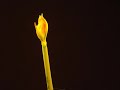 Time Lapse Blooming of an Amaryllis Time Lapse Blooming of an Amaryllis
