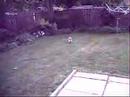 A Game of Fetch