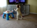 My daughter Elise (not quite 10mos.) is really starting to get the hang of this whole "walking" thing: http://bit.ly/WbQYo #fb