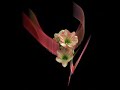 ikebana-japo-ska-sztuka-ukadania-kwiatw-.html