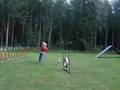 Chinese Crested video