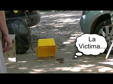trampa para aves - Trampa casera echa con elementos que tenemos a mano aun en un dia de camping. Facil construccion y resultado asegurado sin dañar al pajaro. (luego hay que so...