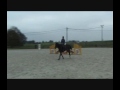 chevaux a vendre horse for sale