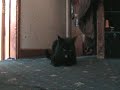 Cat plays fetch like a dog
