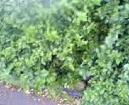 Hedgehunter Coatbridge