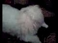 bichon maltais