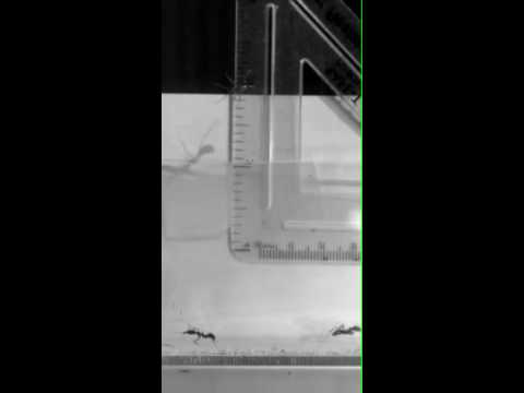 See video See video