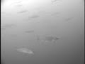 Fishing Lake Superior Herring