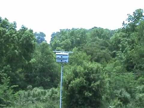 how to attract purple martins in ny