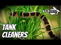 Best Cleaner Fish For Freshwater Aquarium