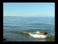 videos de Jude Scott Forgatch 