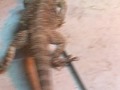 Beardie and snake update.
