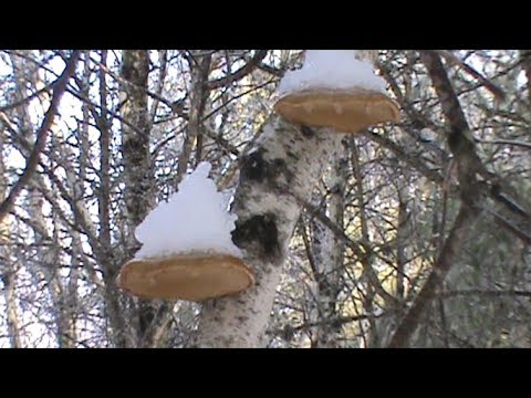 polypore - The Birch Polypore fungus has anti-inflammatory, anti-bacterial, anti-tumor and anti-viral properties. For more information on fungi and other plants, visit ...
