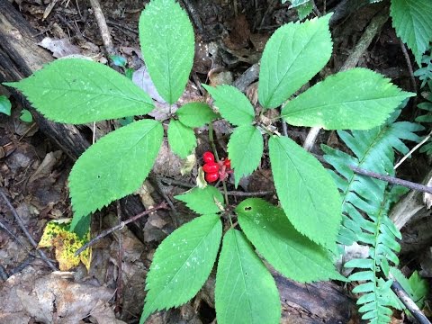 how to harvest ginseng seeds