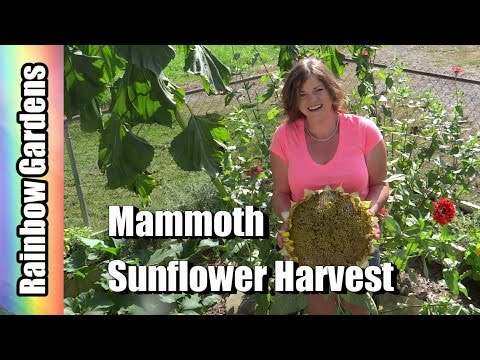how to harvest giant sunflower seeds