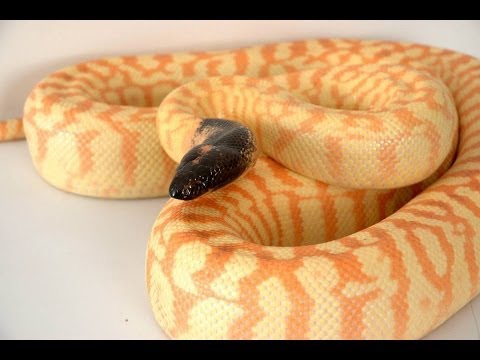 YouTube reptile video