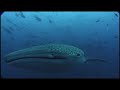 Cocos and Malpelo