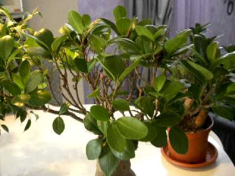 how to care for ficus microcarpa ginseng