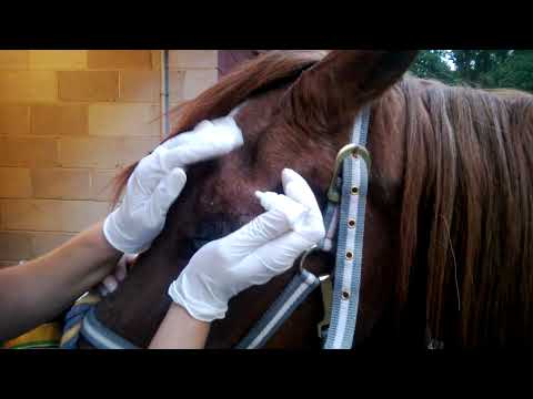 how to treat equine ulcers