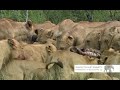 National Geographic Wild Lion Army Battle To Survive HD 2/5