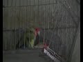 Pappagalli Cubani Innamorati Pappagalli Cubani Innamorati