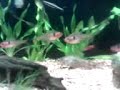 Aquário plantado comunitário de peixes ornamentais água doce da Deyse.Vários peixes: platis, espadas, acará bandeiras, japonês, barbo ouro, cascudo, dojô, colisa, tricogaster, paulistinhas, guppys. 