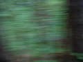Something In The Woods