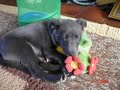 TASHA...the blue lab x collie x