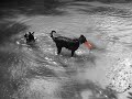 Dogs Swimming in river Dogs Swimming in river