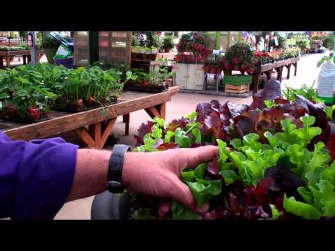 how to harvest lettuce so it keeps growing