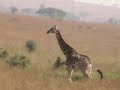safari-drive.html