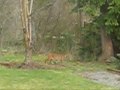 Bobcat in our back yard