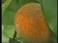 Peaches