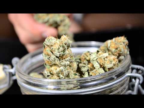 how to grow lemon og kush