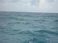 Dolphin - Punta Cana
