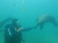 Scuba Diving in the Patagonia with Sea lions