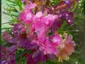 Oleander - Sarah Harmer