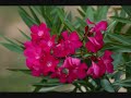 Oleander - Sarah Harmer Oleander - Sarah Harmer