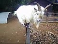 Ozzy and The Great goat Escape!