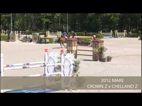 CITA Z YH7 CSI VALKENSWAARD MAY 2019