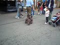 Easter Show 08 - Duck herding