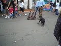 Easter Show 08 - Duck herding
