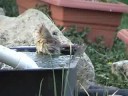 Cardinal Bath
