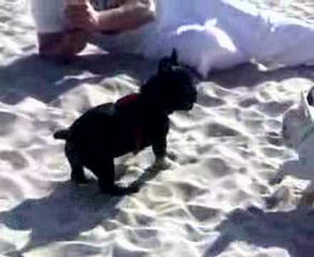 bulldogfrances
