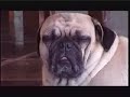 Meditac�o ( Palatur Filmes ) - PUG