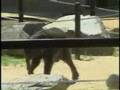 Zoo-Animals-People-T
