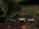 Origami Frogs - That Cool song That Went... Origami Frogs - That Cool song That Went...
