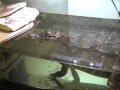 Aligators, Chameleons, Snakes and Spiders, Oh My