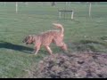 Luna and Sterre Labradoodles Luna and Sterre Labradoodles
