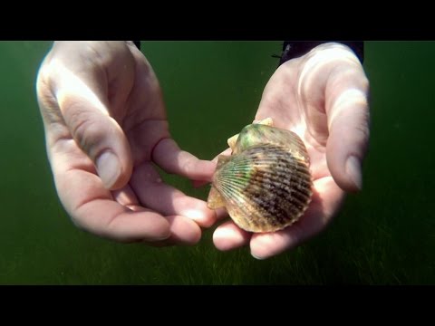 how to harvest scallops in florida